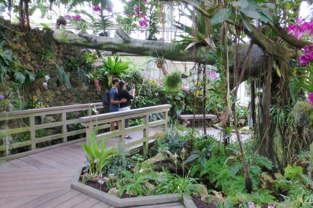 Elevated Boardwalk Winding Through Layered Tropical Plantings