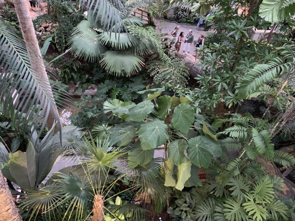 Canopy Garden Perspective Framed by Dense Overstory Planting