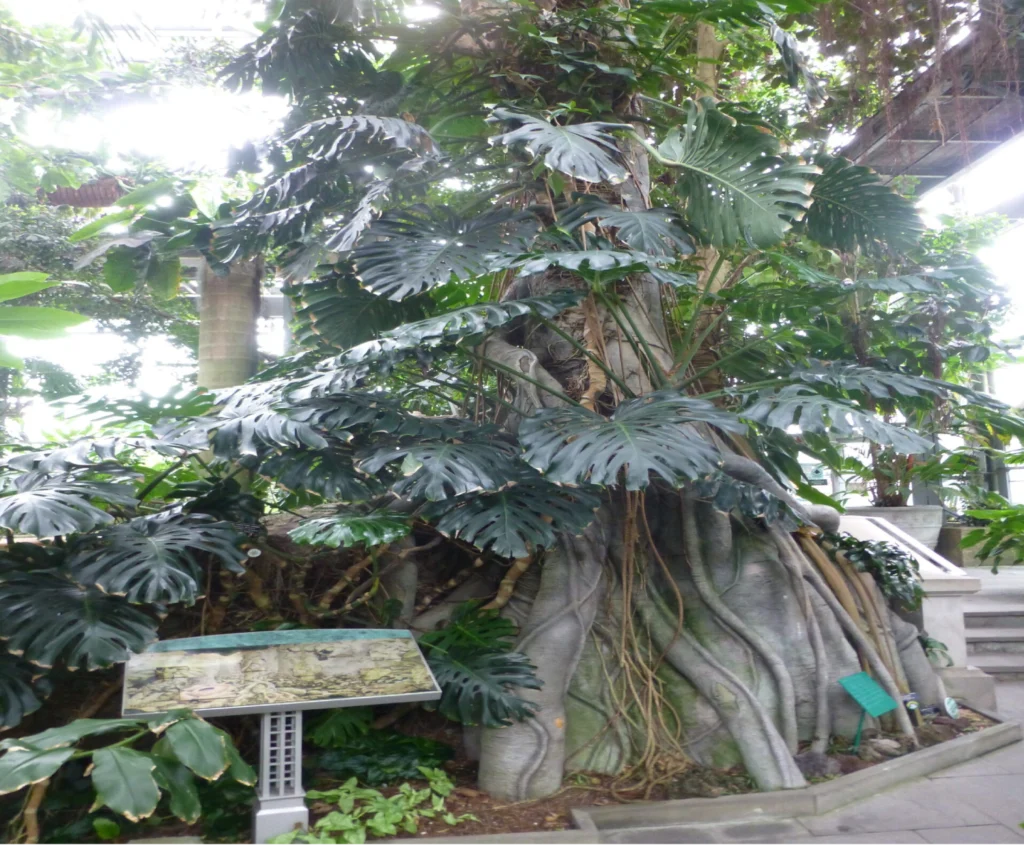 Buttress Root Display Framed by Garden Edging and Pathway