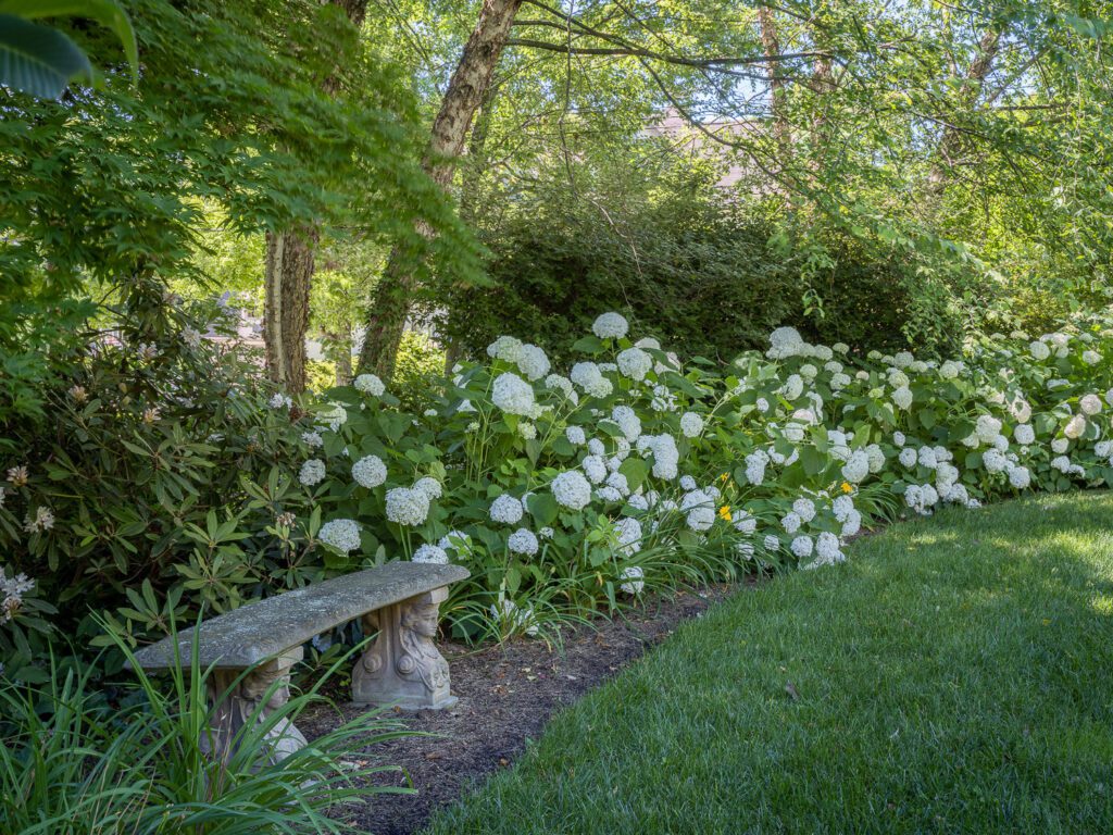 Quiet Bench Along the Hydrangea Border