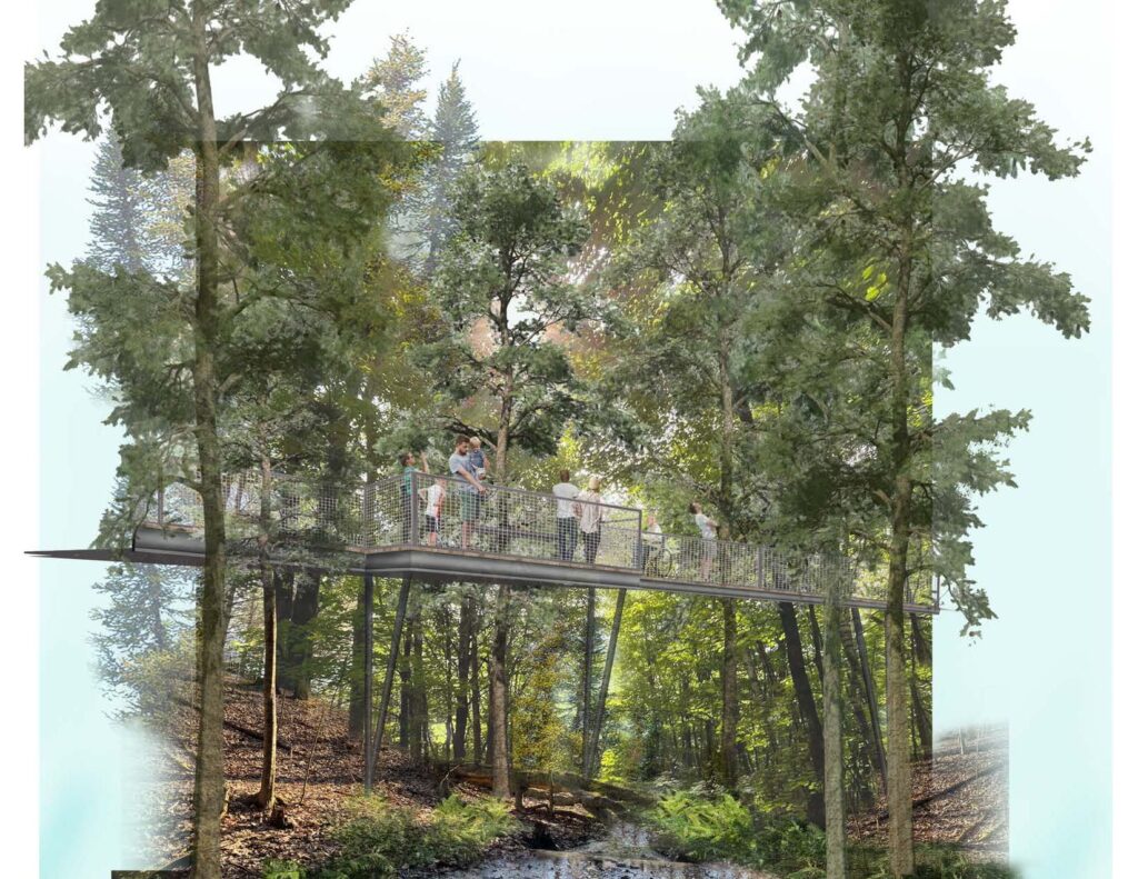 Forest Canopy Walk Offering Elevated Immersion Above Native Understory